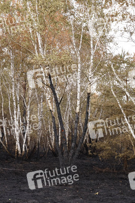 Waldbrand in Jüterbog