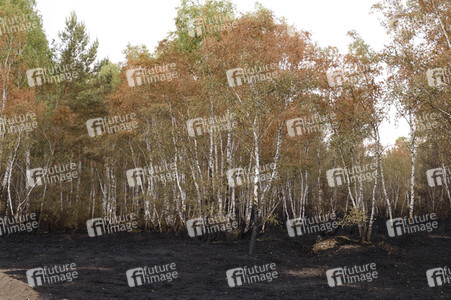 Waldbrand in Jüterbog