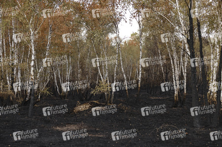 Waldbrand in Jüterbog