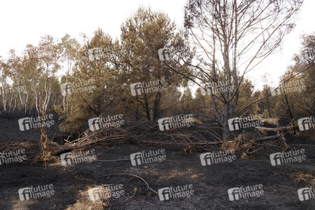 Waldbrand in Jüterbog