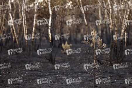 Waldbrand in Jüterbog
