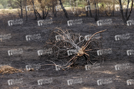 Waldbrand in Jüterbog