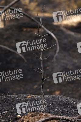 Waldbrand in Jüterbog