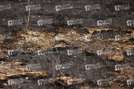 Waldbrand in Jüterbog
