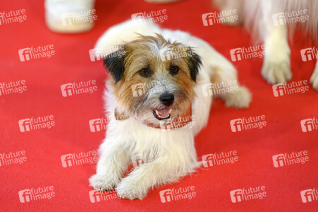 Filmpremiere 'Lassie - Ein neues Abenteuer' in Köln
