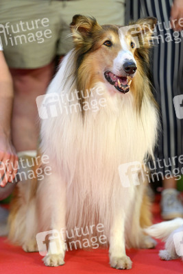 Filmpremiere 'Lassie - Ein neues Abenteuer' in Köln