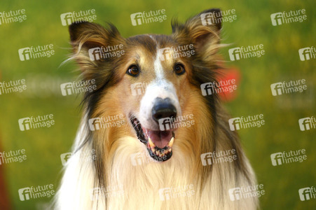 Filmpremiere 'Lassie - Ein neues Abenteuer' in Köln