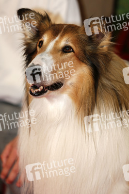Filmpremiere 'Lassie - Ein neues Abenteuer' in Köln