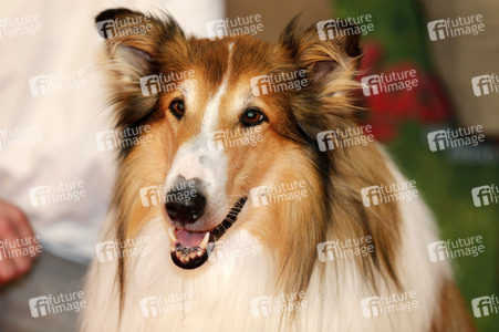 Filmpremiere 'Lassie - Ein neues Abenteuer' in Köln