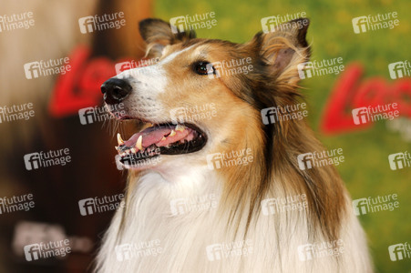 Filmpremiere 'Lassie - Ein neues Abenteuer' in Köln