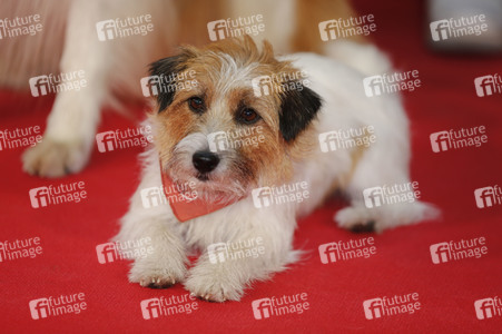 Filmpremiere 'Lassie - Ein neues Abenteuer' in Köln