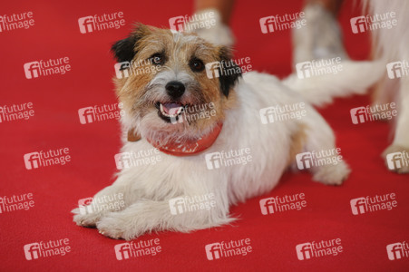Filmpremiere 'Lassie - Ein neues Abenteuer' in Köln
