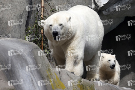 Eisbären-Taufe in Hamburg