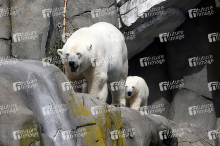 Eisbären-Taufe in Hamburg
