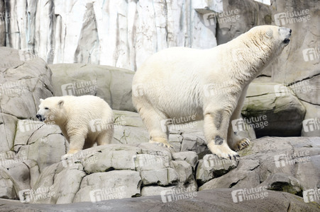 Eisbären-Taufe in Hamburg