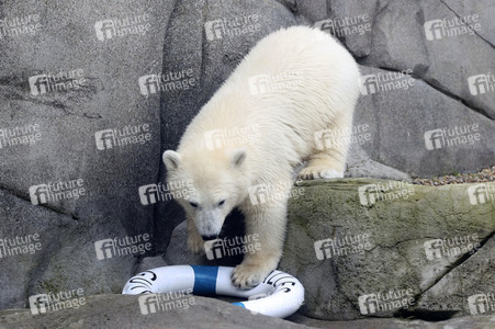 Eisbären-Taufe in Hamburg