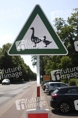 Symbolfoto 'Achtung Enten'
