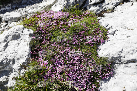 Auf dem Berg Säntis an der Schwägalp