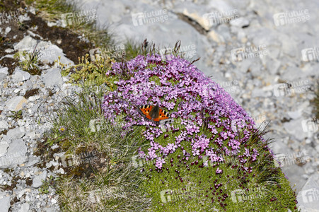 Auf dem Berg Säntis an der Schwägalp