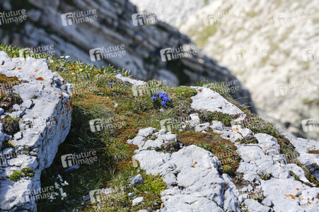 Auf dem Berg Säntis an der Schwägalp
