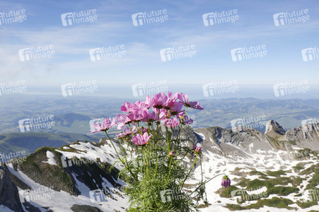 Auf dem Berg Säntis an der Schwägalp