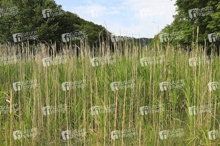Bodypainting in Nature Kalender 2024