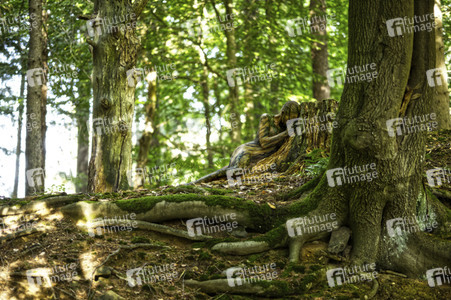 Bodypainting in Nature Kalender 2024