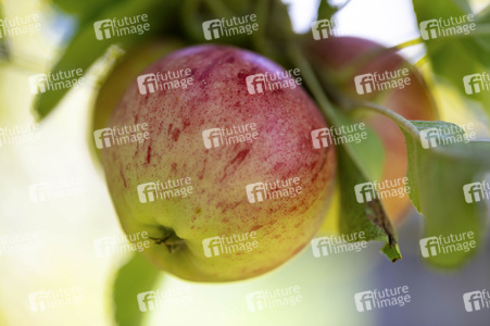 Symbolfoto Apfelernte