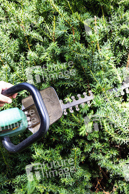 Symbolfoto Hecke schneiden