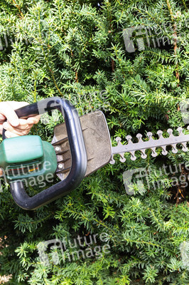 Symbolfoto Hecke schneiden