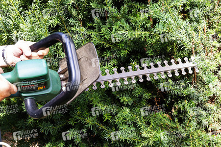 Symbolfoto Hecke schneidenSymbolfoto Hecke schneiden