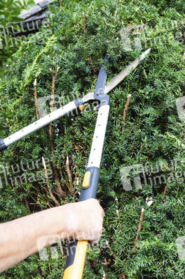 Symbolfoto Hecke schneiden