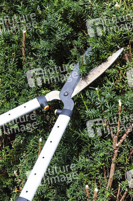 Symbolfoto Hecke schneiden