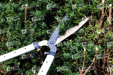 Symbolfoto Hecke schneiden