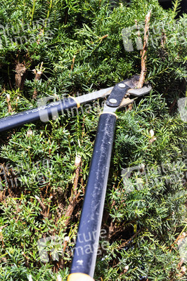 Symbolfoto Hecke schneiden