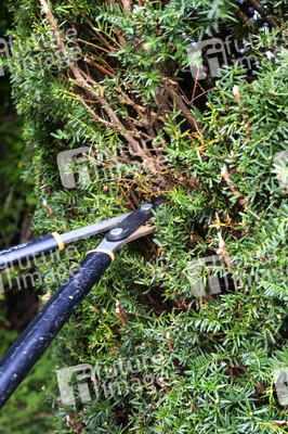 Symbolfoto Hecke schneiden