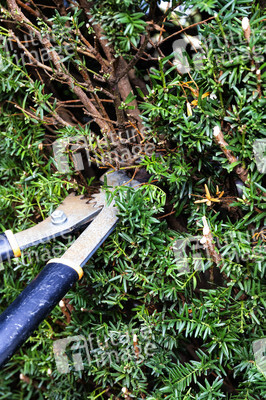 Symbolfoto Hecke schneiden