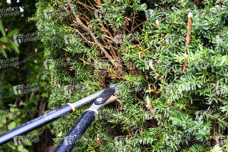 Symbolfoto Hecke schneiden