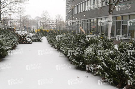 Symbolfoto Weihnachtsbaumverkauf