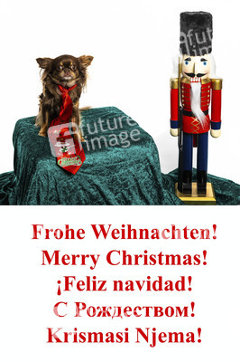 Symbolfoto Hund als Weihnachtsgesschenk