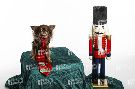 Symbolfoto Hund als Weihnachtsgesschenk