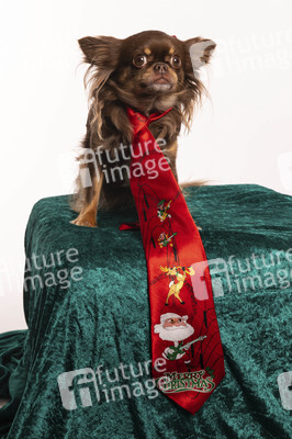 Symbolfoto Hund als Weihnachtsgesschenk
