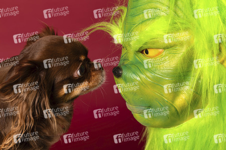 Symbolfoto Hund als Weihnachtsgesschenk