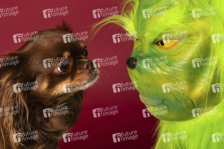 Symbolfoto Hund als Weihnachtsgesschenk