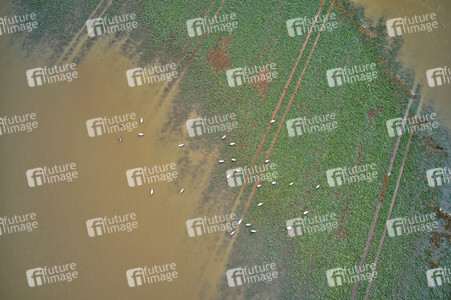 Leine-Hochwasser bei Burgstemmen