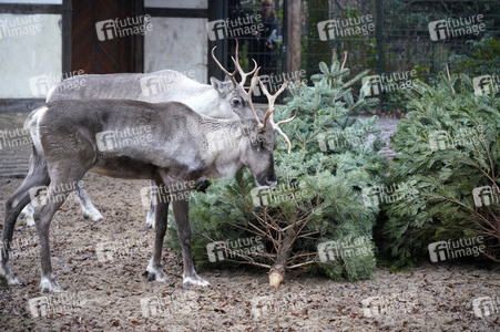 Weihnachtsbaumfütterung im Zoo Berlin