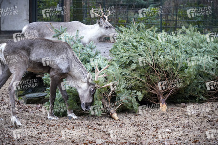 Weihnachtsbaumfütterung im Zoo Berlin