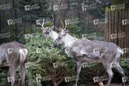 Weihnachtsbaumfütterung im Zoo Berlin