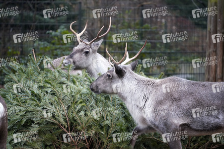 Weihnachtsbaumfütterung im Zoo Berlin