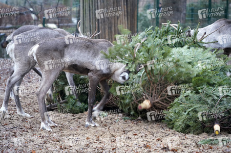 Weihnachtsbaumfütterung im Zoo Berlin